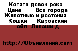 Котята девон рекс › Цена ­ 1 - Все города Животные и растения » Кошки   . Кировская обл.,Леваши д.